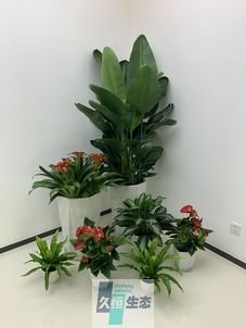长兴办公室花卉绿植租摆简约组合